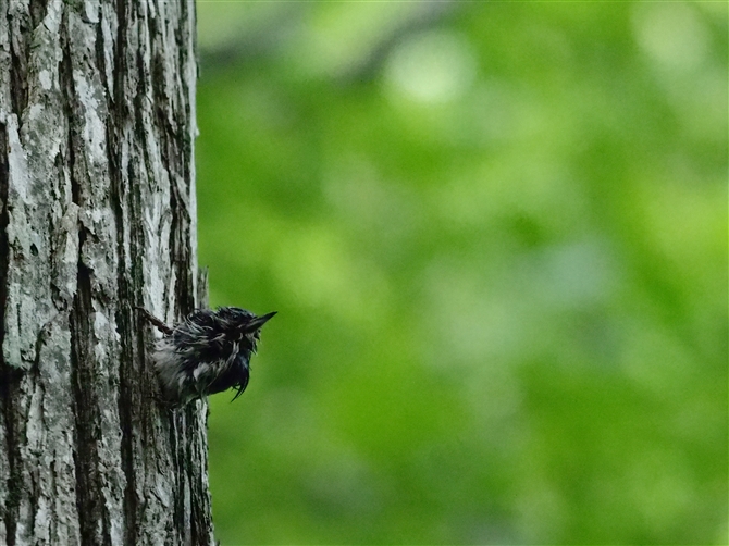 <SWEJ,Eurasian  Nuthatch%>